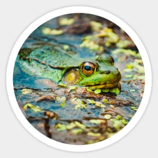 Happy Green Frog, Chilling In The Muck. Photograph Sticker